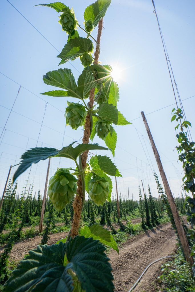 hop planted in a farm