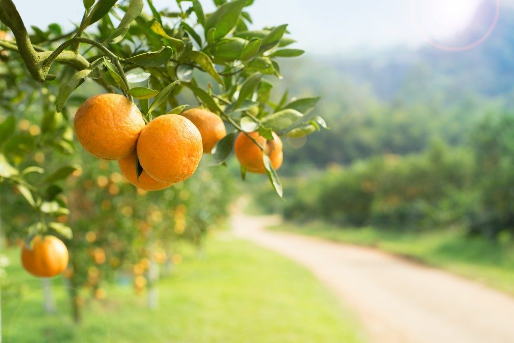 close up photo of oranges in an orchard
