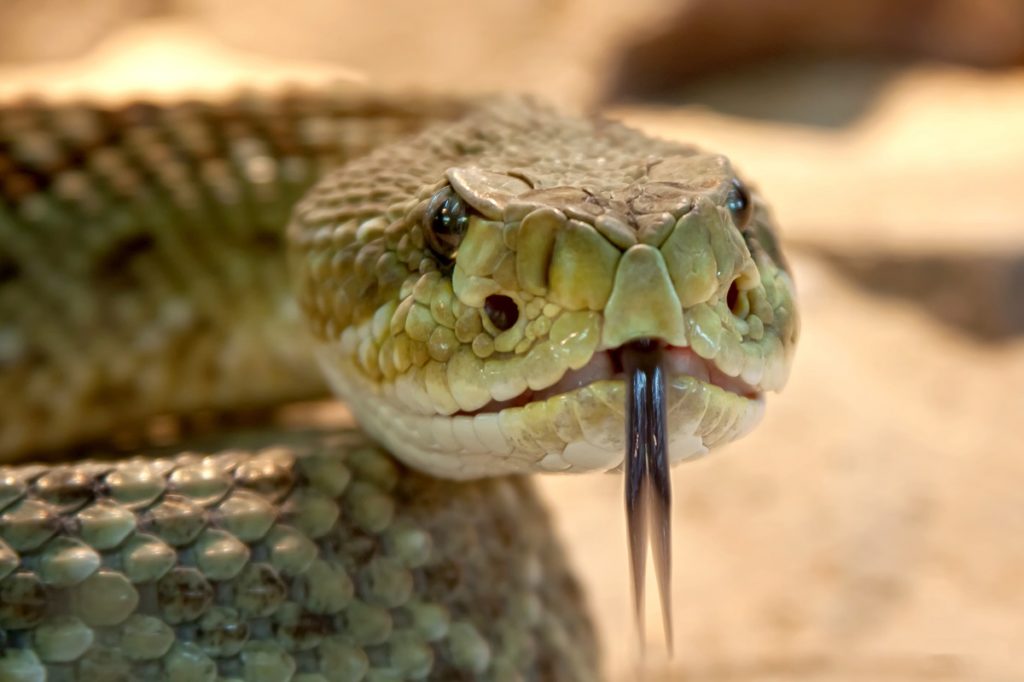 Close up of snake with its tongue out