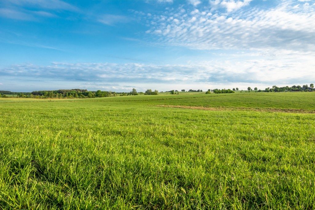 wide view shot of a farmland