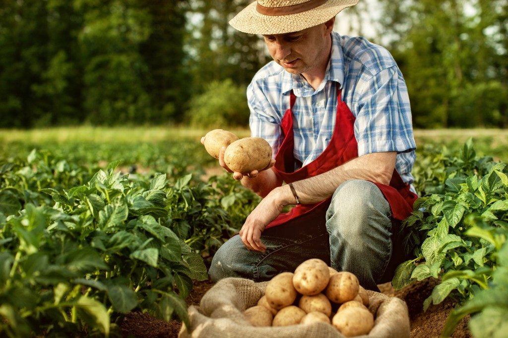 harvesting potatoes from the farm