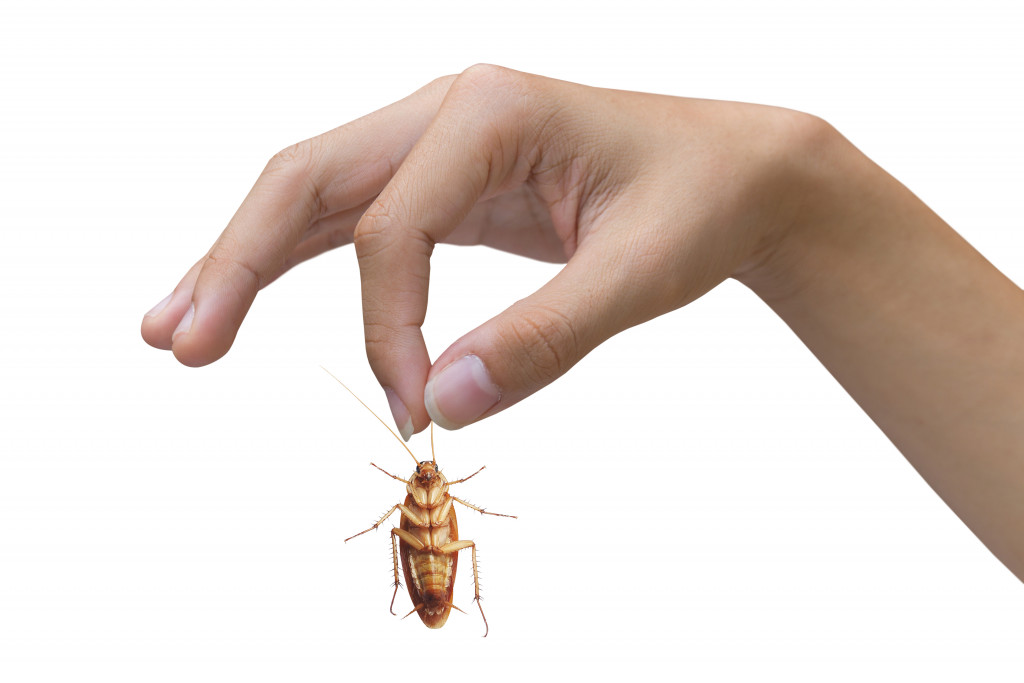a hand holding a cockroach