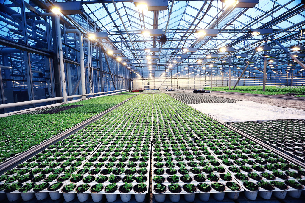 agribusiness greenhouse seedling